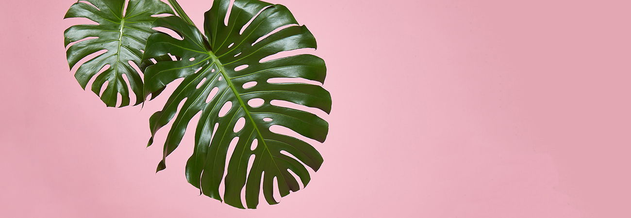 Tropical leaves on a pink background