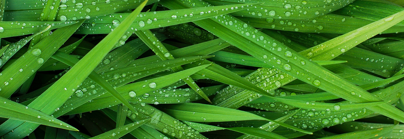 Close-up of blades of grass with water drops on them